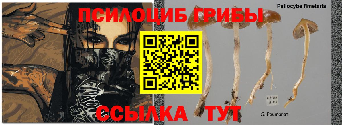 Галлюциногенные грибы мицелий Киров